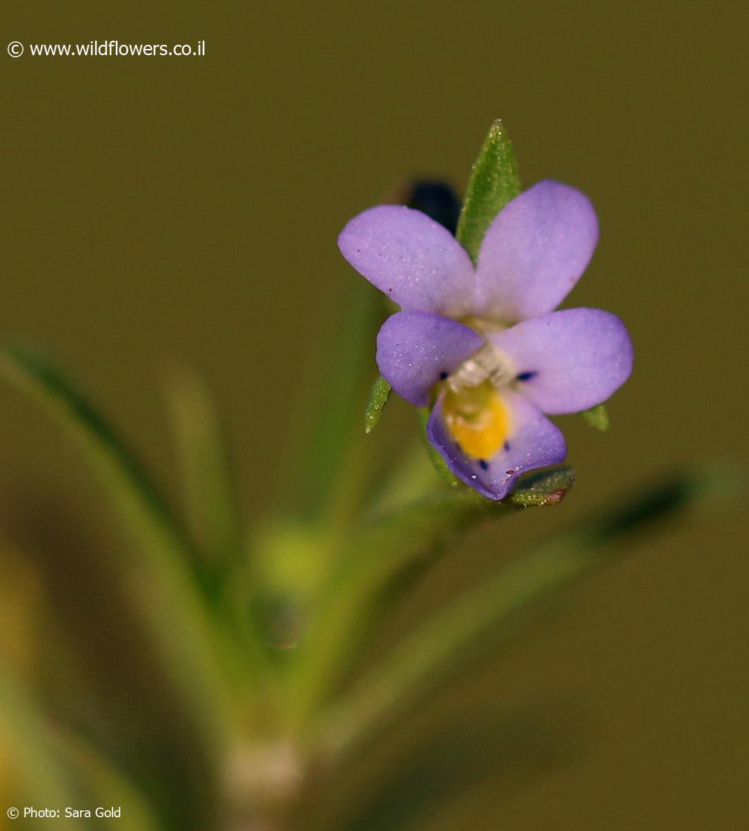 Viola pentadactyla